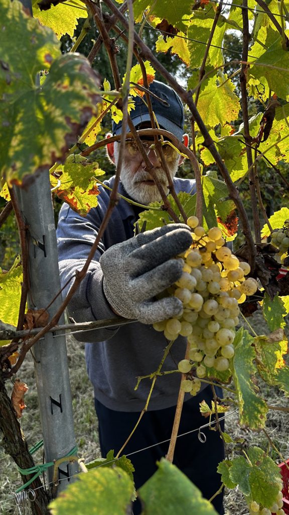 Vendemmia di inclusione 2024